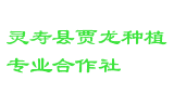 灵寿县贾龙种植专业合作社
